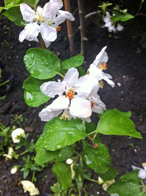 Appelbloesem